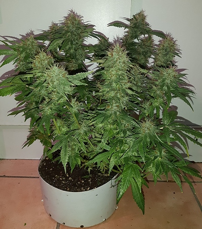 Growreport Bild 7