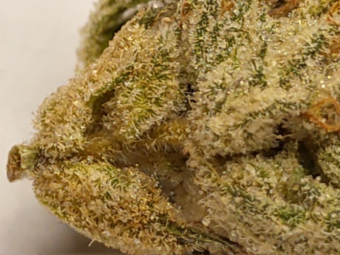 Growreport Bild 9