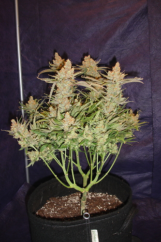 Growreport Bild 40