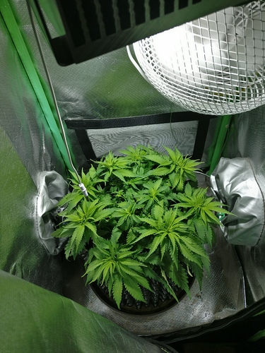 Growreport Bild 2