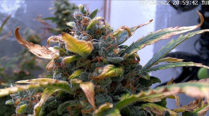 Growreport Bild 1