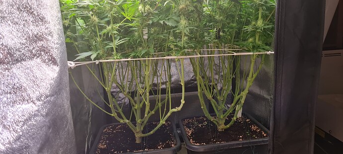 Growreport Bild 2