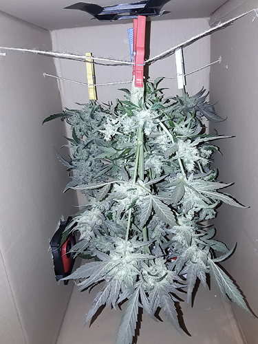 Growreport Bild 23