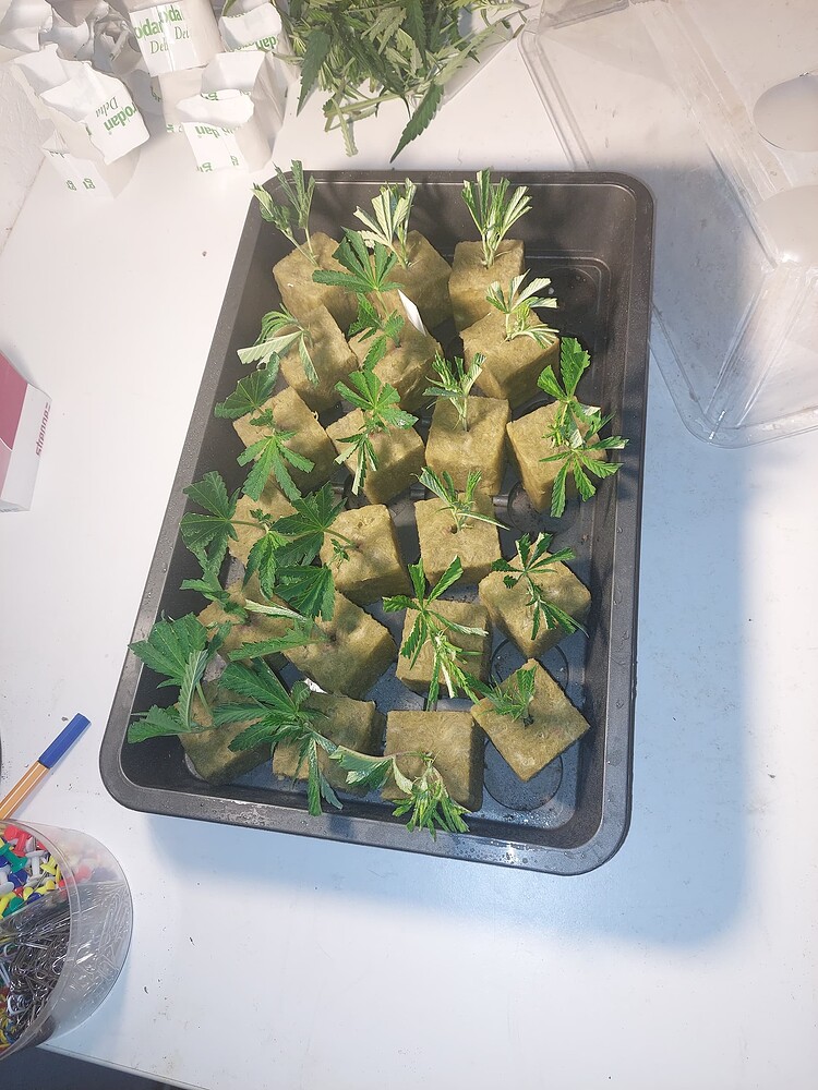 Doppelter Grow Report Big Bomb / Peyote Critical