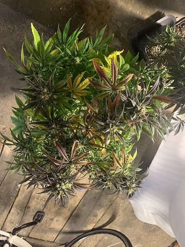 Growreport Bild 9