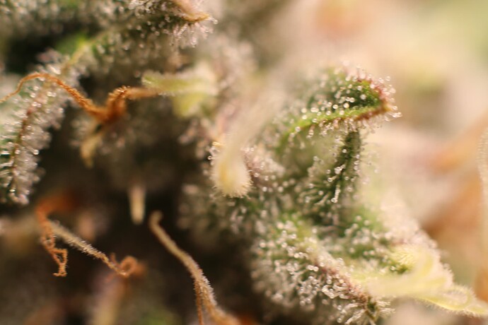 Growreport Bild 40