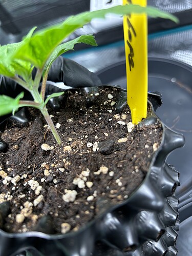 Growreport Bild 37