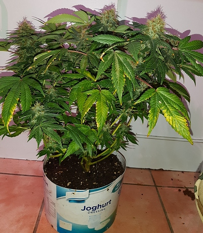 Growreport Bild 10