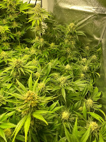 Growreport Bild 19