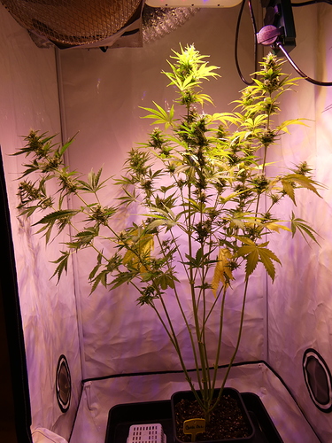 Growreport Bild 3