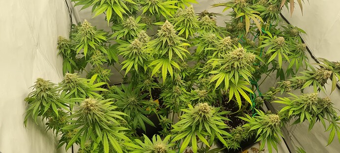 Growreport Bild 1