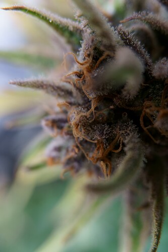 Growreport Bild 9