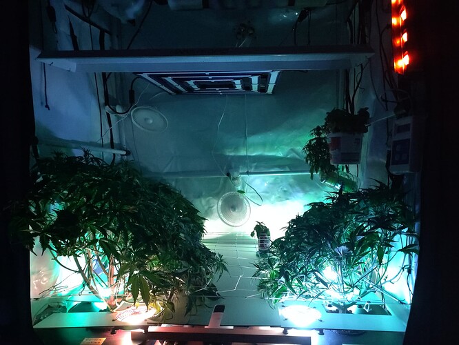 IMG_20240117_021933 - Kopie