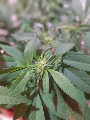 Growreport Bild 6