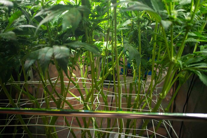 Growreport Bild 3