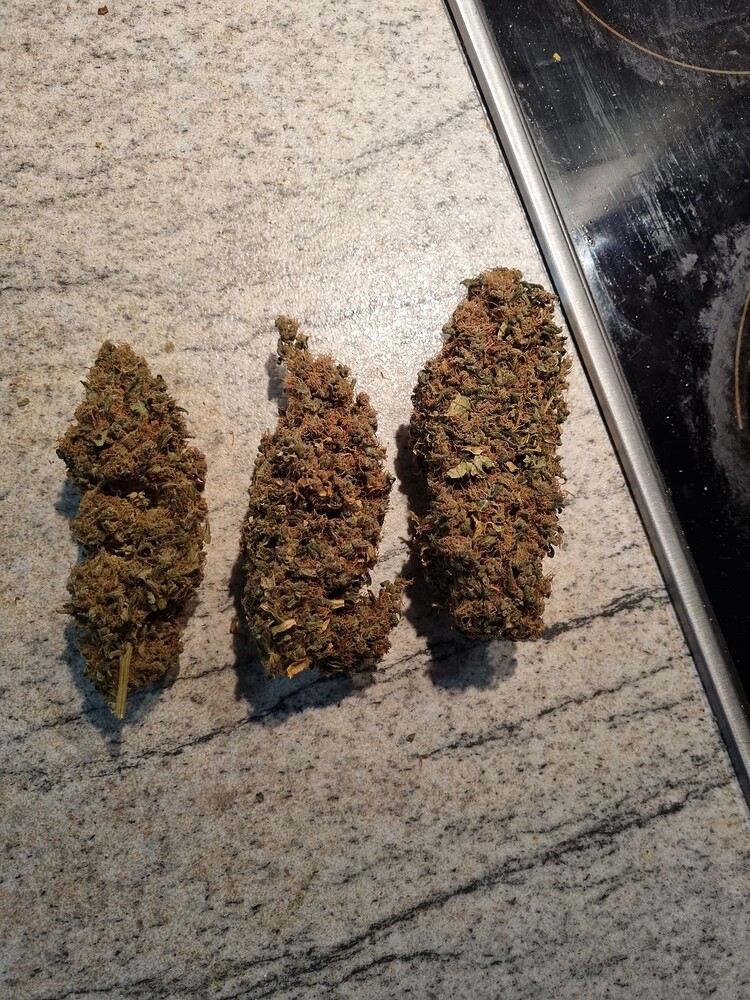Chapter IV: Darkstar & Silver Haze & Mexican Sativa in Hesi, Phlizon FD4500 SMD, mainlining & Cojones medium... 😵‍💫