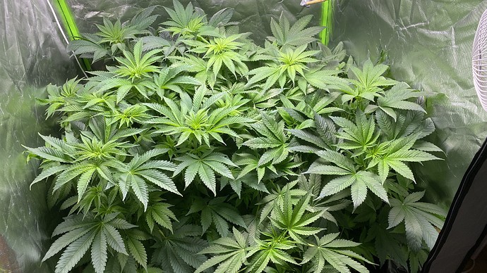 Growreport Bild 2