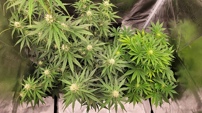 Growreport Bild 8