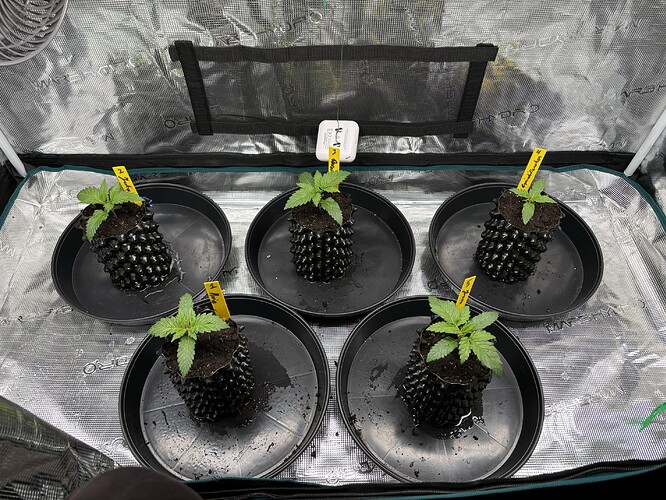 Growreport Bild 55