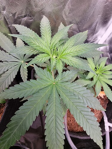 Growreport Bild 14