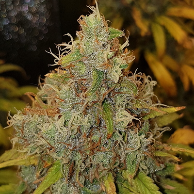 Growreport Bild 8