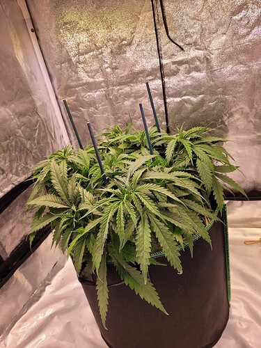 Growreport Bild 1