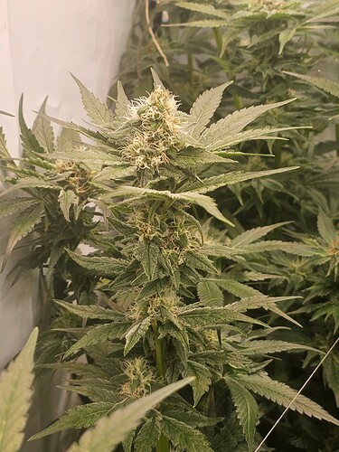 Growreport Bild 14