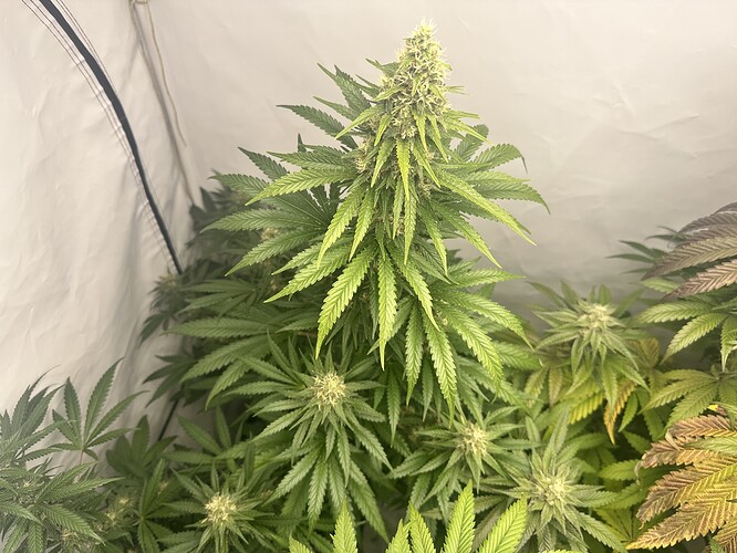 Growreport Bild 7