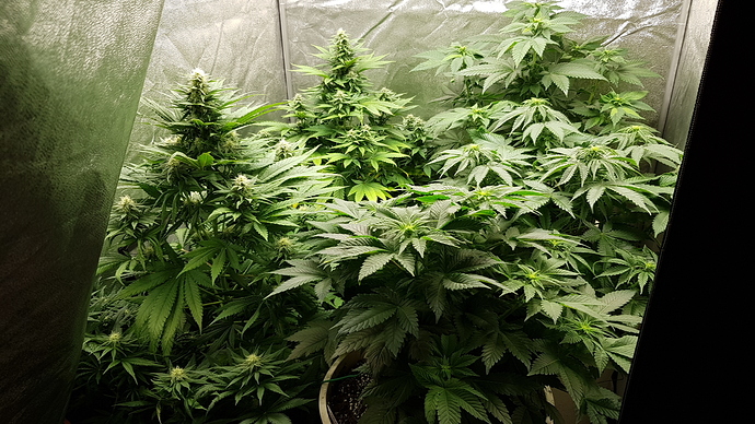 Growreport Bild 18