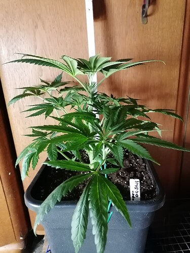 Growreport Bild 23