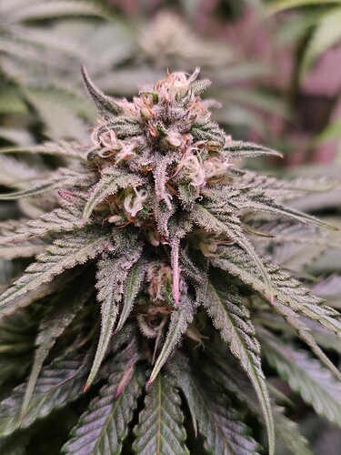 Growreport Bild 3