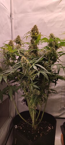 IMG_20221212_182625