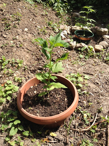 Growreport Bild 5