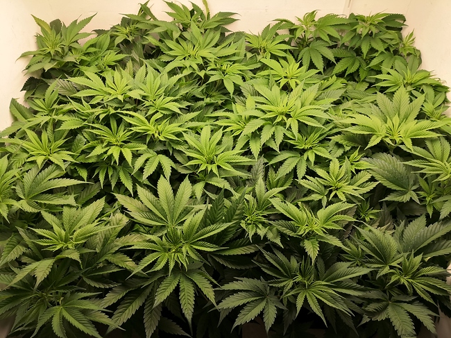 Growreport Bild 1