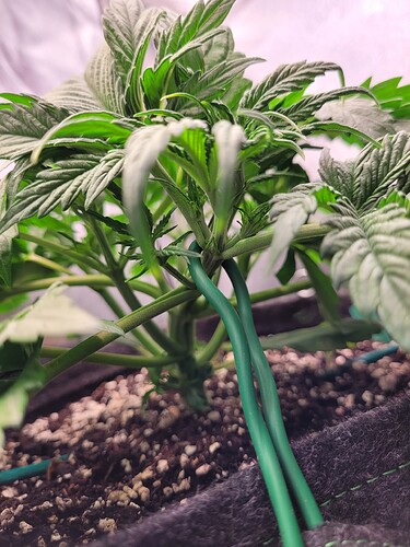 Growreport Bild 26