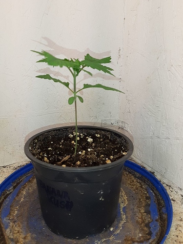 Growreport Bild 1
