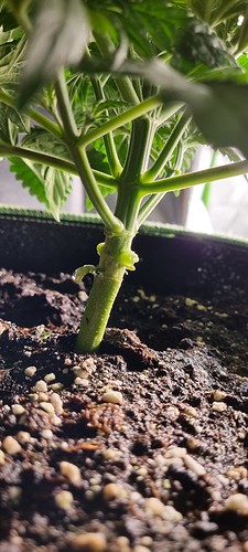 Growreport Bild 6