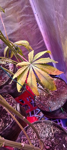 Growreport Bild 45
