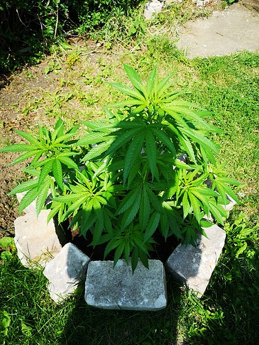 Growreport Bild 6