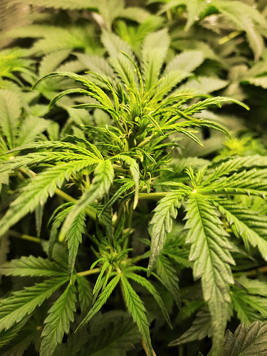 Growreport Bild 13