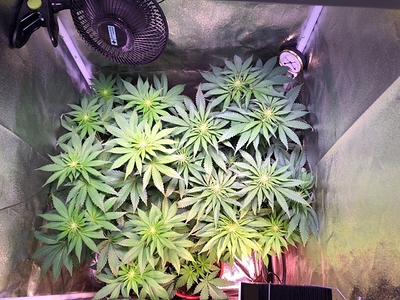 Growreport Bild 19