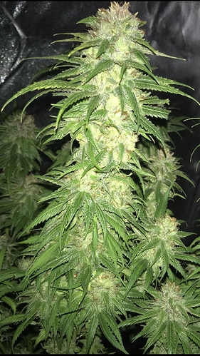 Growreport Bild 4