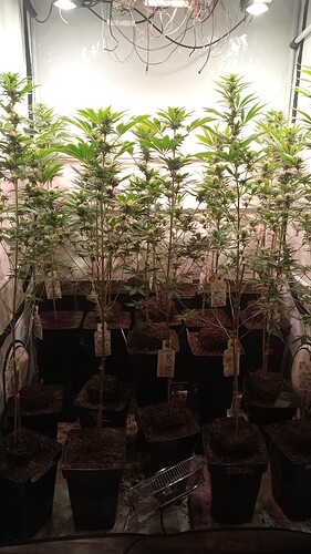 Growreport Bild 4