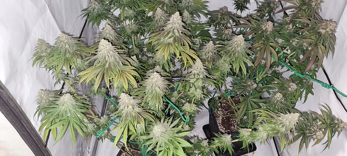 Growreport Bild 8