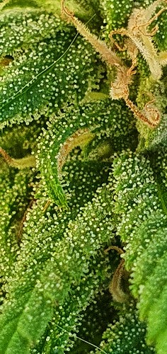 Growreport Bild 4
