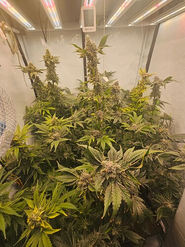 Growreport Bild 1