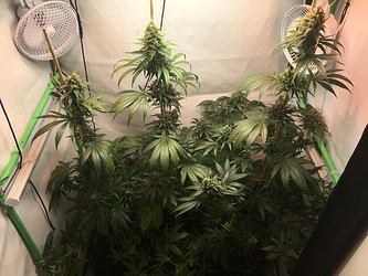 Growreport Bild 2