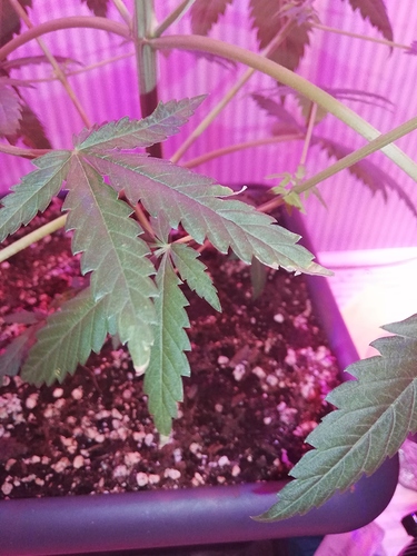 Growreport Bild 5