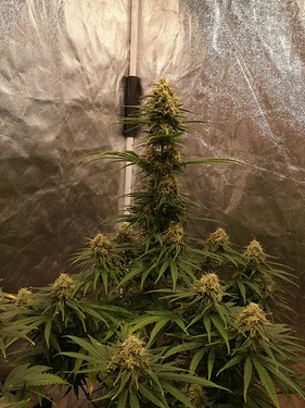 Growreport Bild 13