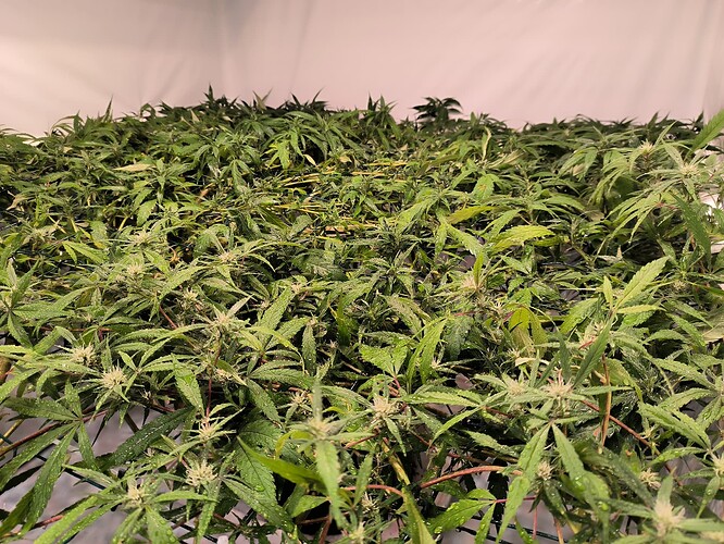 Growreport Bild 6